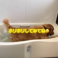お風呂で水しぶきをあげる犬4