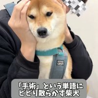 膝の上で抱えられる犬