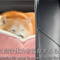 動物病院へ行く
