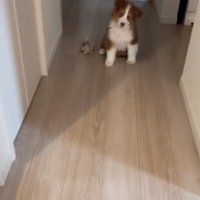 首をかしげるアンディ君