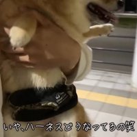 あずきちゃんとママの再会6