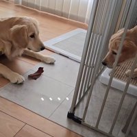 おやつを見つめる弟犬と、弟犬を見つめる姉犬