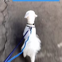 可愛い子ヤギとお散歩！？