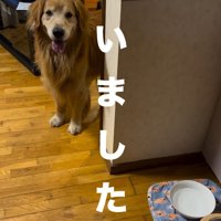 投稿主を見つめている大型犬