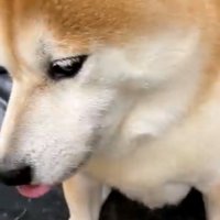 横を向いて黙る犬