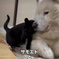 犬にくっつく猫3
