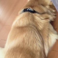 お昼寝中の福ちゃん