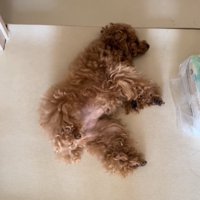 お腹を見せる犬