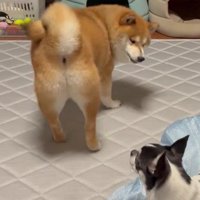 いくらちゃん静観中