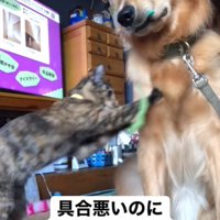 子猫と遊ぶ大型犬