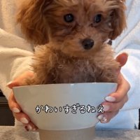 どんぶりに入る子犬