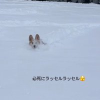 雪に埋もれるポムちゃん3