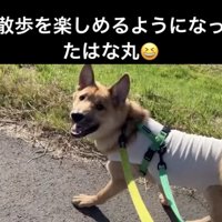 今ではエンジョイできるように