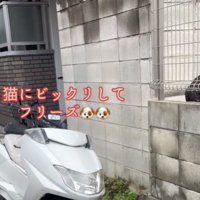 固まる猫