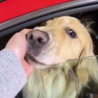 窓から顔を出す犬を撫でてあげる女性