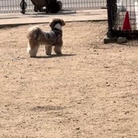 あたりを探し回る犬