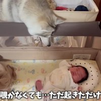 「なんか音がした！！」