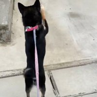 立って歩く犬1