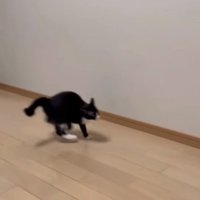 やんのかステップ1