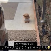 通路の先で立つ犬