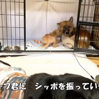 ホープくんのおうちへ♪