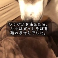 横になっている先住犬のそばでうつむく弟犬