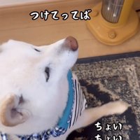 前脚を上げる犬
