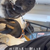 めんまくん、耐え抜きました