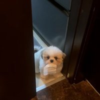 おすわりするよもぎくん