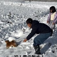 道をそれる柴犬