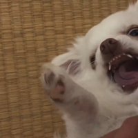 怖いけれど可愛いお顔♡