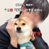 目を丸くする犬