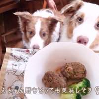 ごはんの入った皿を持つ飼い主を見上げるお姉ちゃん犬と弟犬