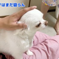 「まだ寝たくない」と主張するコハクくん