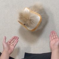おやつを眺める犬