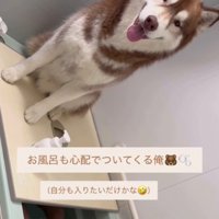お風呂に付き添うたぬきちちゃん
