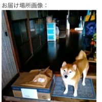 柴犬のコウちゃんが映ってる！！