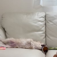 ソファーの上で遊ぶ子犬