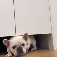 飼い主を見つめながら扉の下をくぐろうとする犬