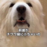 歯は小さめ♡