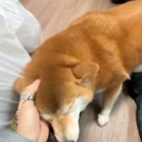 投稿主さんに撫でられるコムギックスさん