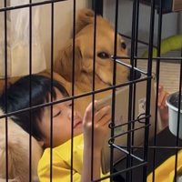 ケージのそばで寄り添う犬と人
