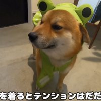 おにぎりくんの散歩拒否9