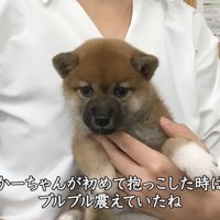 女性に抱っこされる子犬