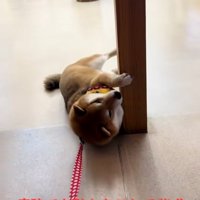 柱にしがみつく茶々麻呂之介くん