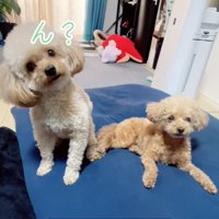 首をかしげるモカちゃん