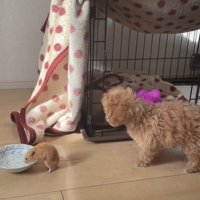 水を飲むハムスターと首を傾げる犬1