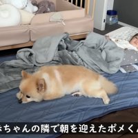 ポメくんと赤ちゃん