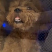 ふるちゃんは歯と歯ぐきがむき出し！