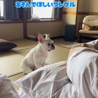 お父さんに遊んでほしい小型犬